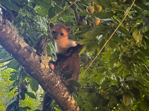 Beech Marten 3992