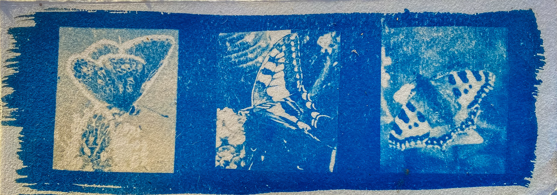 MTs cyanotype