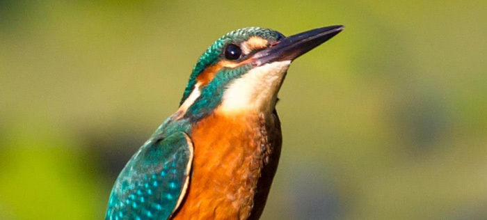 wildlife 3